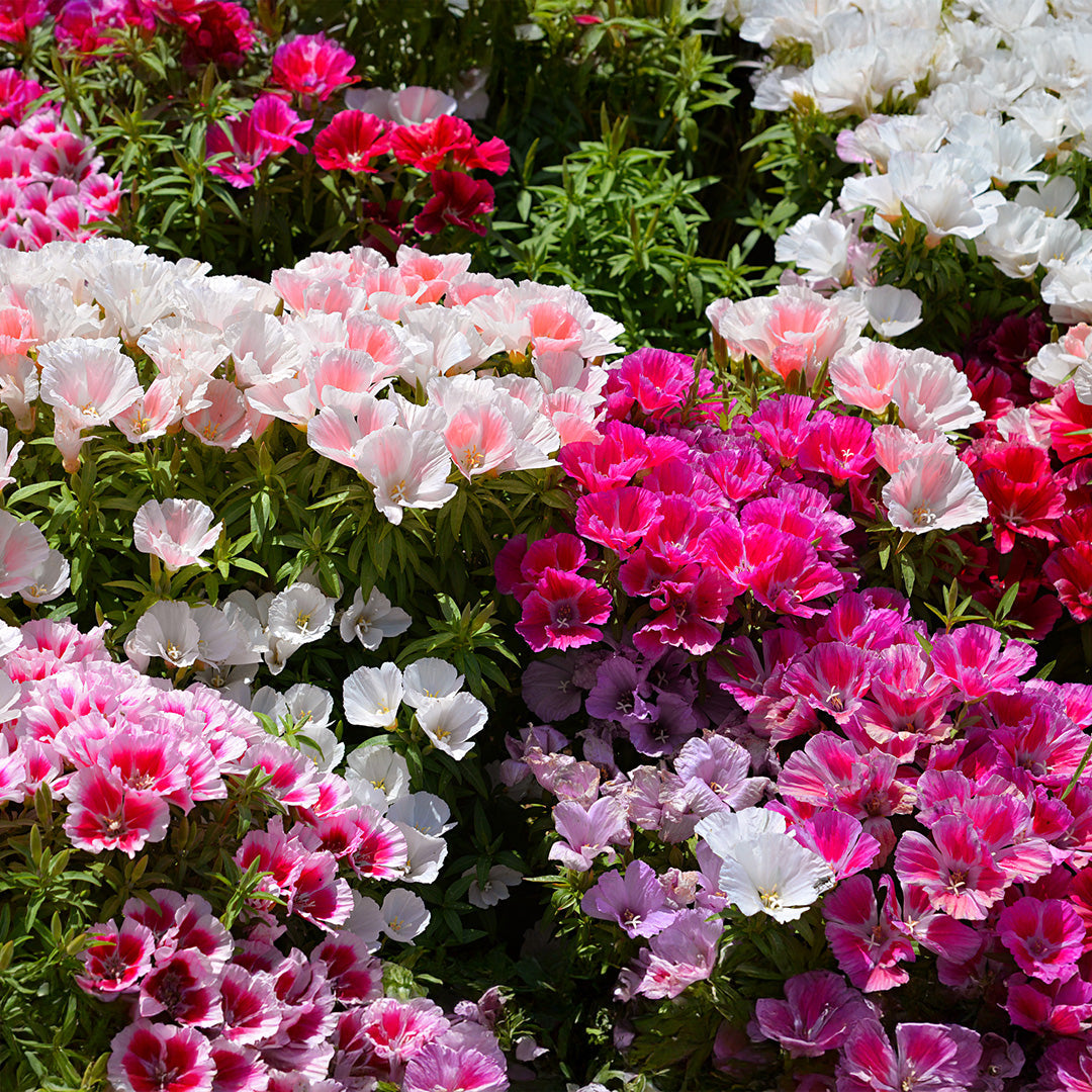 Mixed Godetia Grandiflora Monarch Flower seeds for Planting Sun Loving, Heirloom & GMO Free Seeds for Home Garden seeds for planting