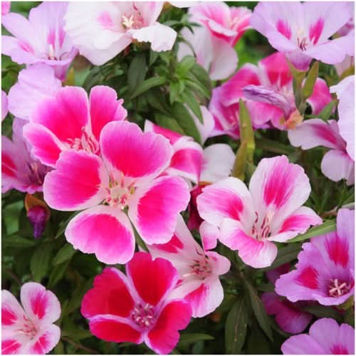 High quality Mixed Godetia Grandiflora Monarch Flower seeds for Planting Sun Loving, Heirloom & GMO Free Seeds for Home Garden seeds pack