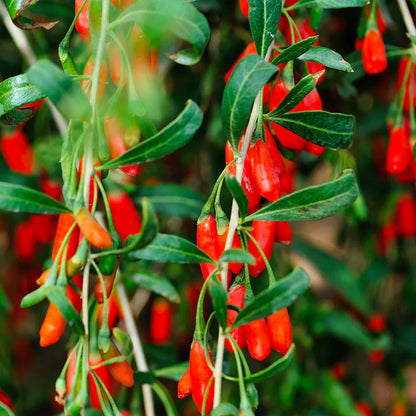 Red Goji Fruit Seeds Planting Essentials