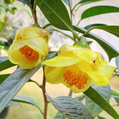 Golden Camellia Flower seeds for Planting - Seasonal Bloomer, Heirloom & GMO Free Seeds for Home Garden