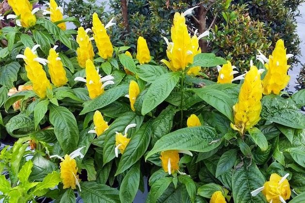 High quality Yellow Pachystachys Lutea Flower seeds for Planting Sun Loving, Heirloom & GMO Free Seeds for Home Garden seeds pack