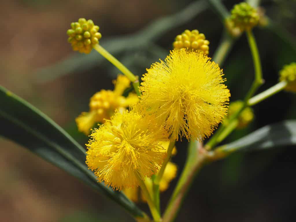 Yellow Wattle Flower seeds for Planting Fragrant Blossoms, Heirloom & GMO Free Seeds for Home Garden vegetable and garden seeds