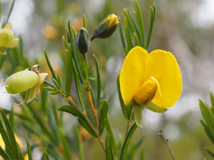 Sweet Pea Flower Seeds: Vibrant Yellow Blooms for Garden Enthusiasts