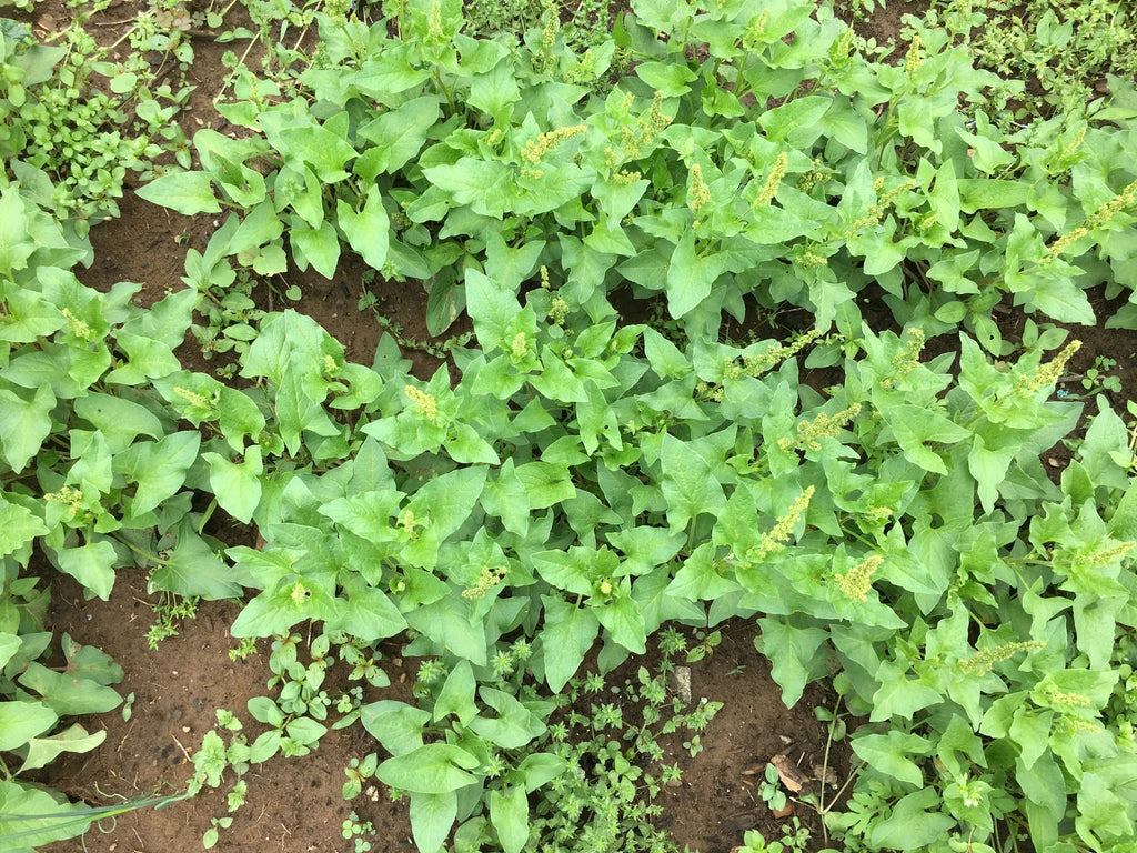 Premium Good King Henry seeds for Planting Shade Tolerant, Heirloom & GMO Free Seeds for Home Garden seeds