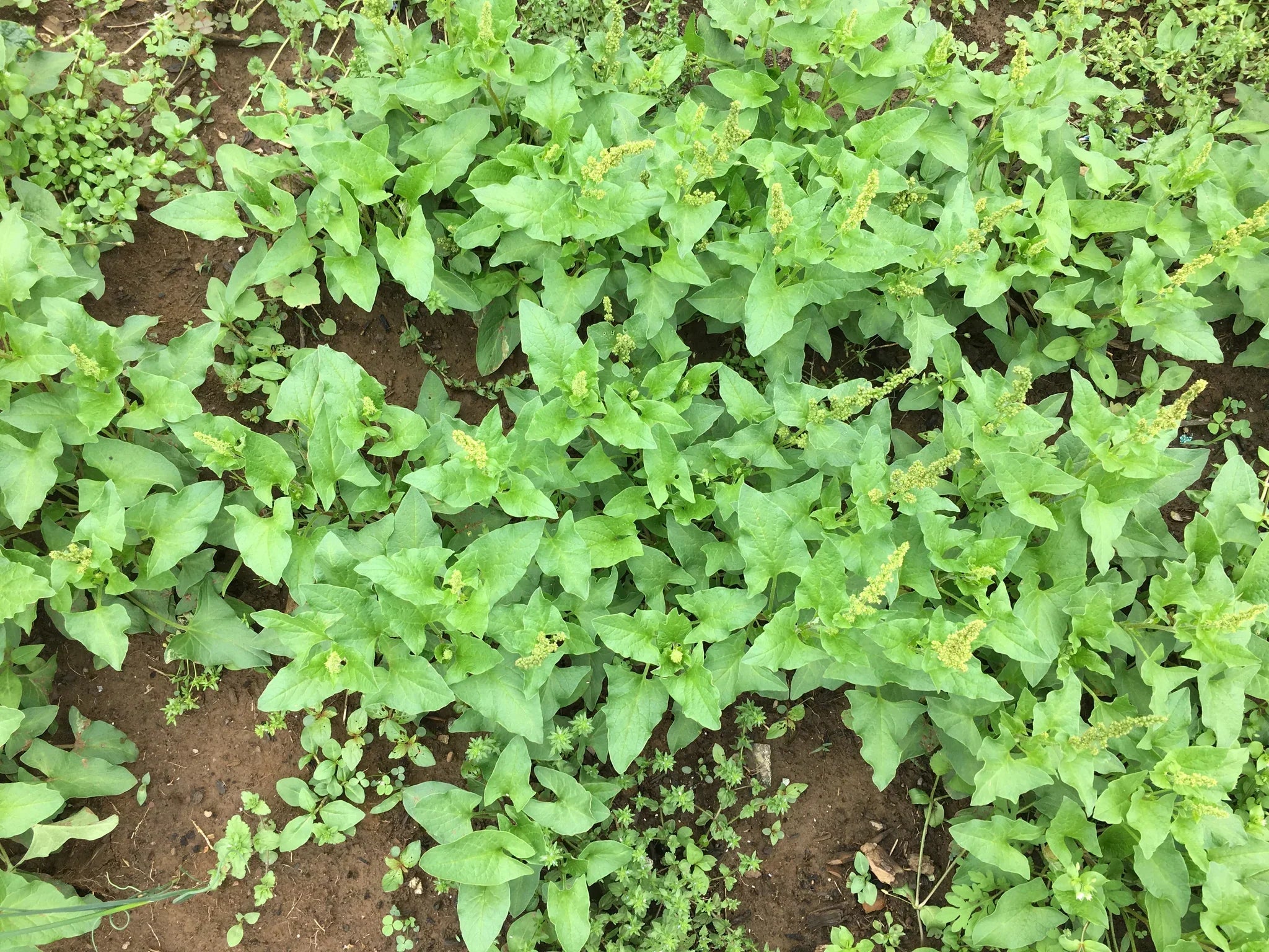Premium Good King Henry seeds for Planting Shade Tolerant, Heirloom & GMO Free Seeds for Home Garden seeds