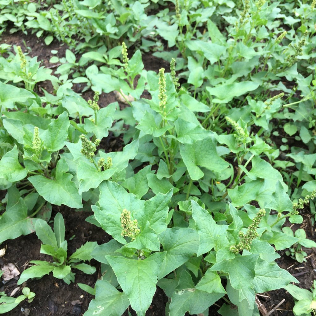 Good King Henry seeds for Planting Shade Tolerant, Heirloom & GMO Free Seeds for Home Garden vegetable and garden seeds