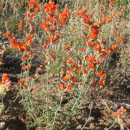 Globemallow Flower seeds for Planting Drought Tolerant Heirloom & GMO Free Seeds for Home Garden