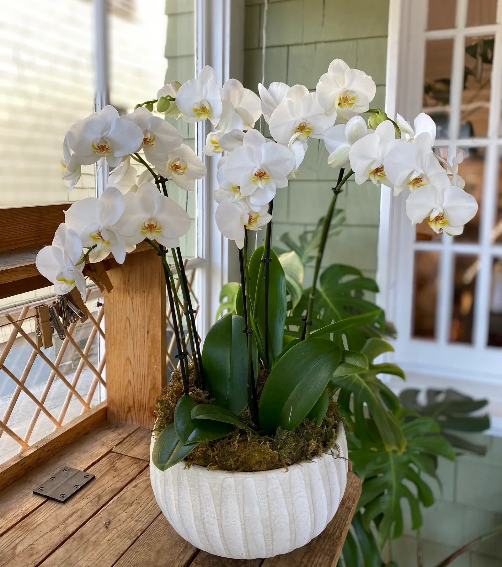 White Phalaenopsis Orchid Flower seeds for Planting Pollinator Friendly, Heirloom & GMO Free Seeds for Home Garden vegetable and garden seeds