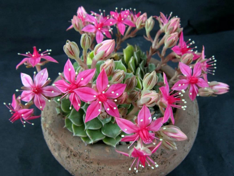 High quality Graptopetalum Bellum Flower seeds for Planting Drought Tolerant, Heirloom & GMO Free Seeds for Home Garden seeds pack