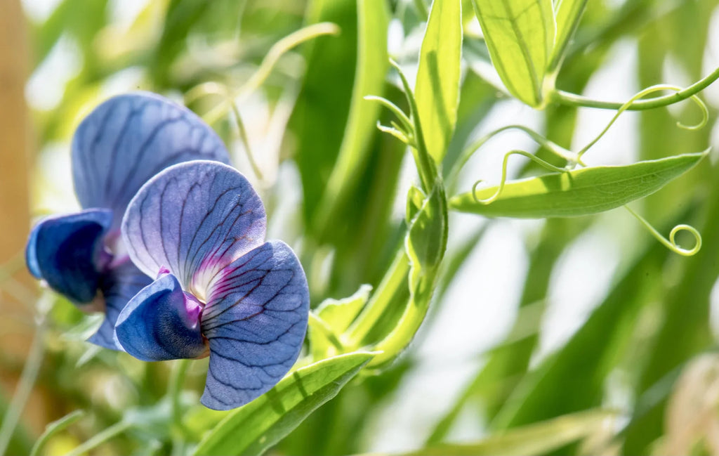 Blue Lathyrys Satuvys Flower seeds for Planting Perfect for Borders, Heirloom & GMO Free Seeds for Home Garden vegetable and garden seeds