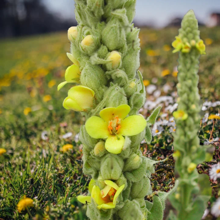 Premium Yellow Verbascum Thapsus Flower seeds for Planting Seasonal Bloomer, Heirloom & GMO Free Seeds for Home Garden seeds