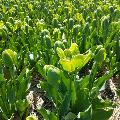 Green Tulip Flower Seeds for Planting