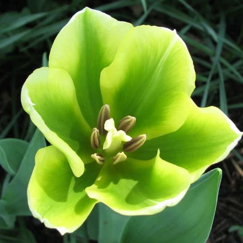 Premium Tulip Green Flower seeds for Planting Perfect for Borders, Heirloom & GMO Free Seeds for Home Garden seeds