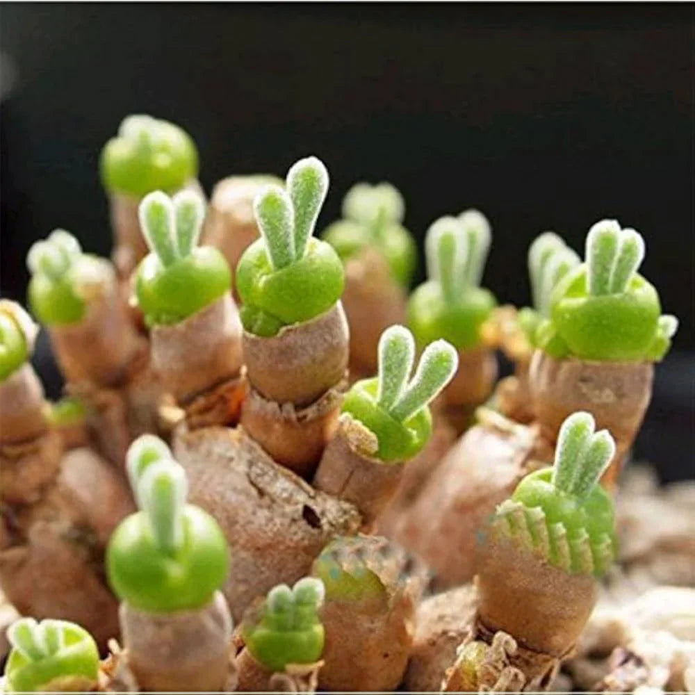 Green Stone Seeds for Planting
