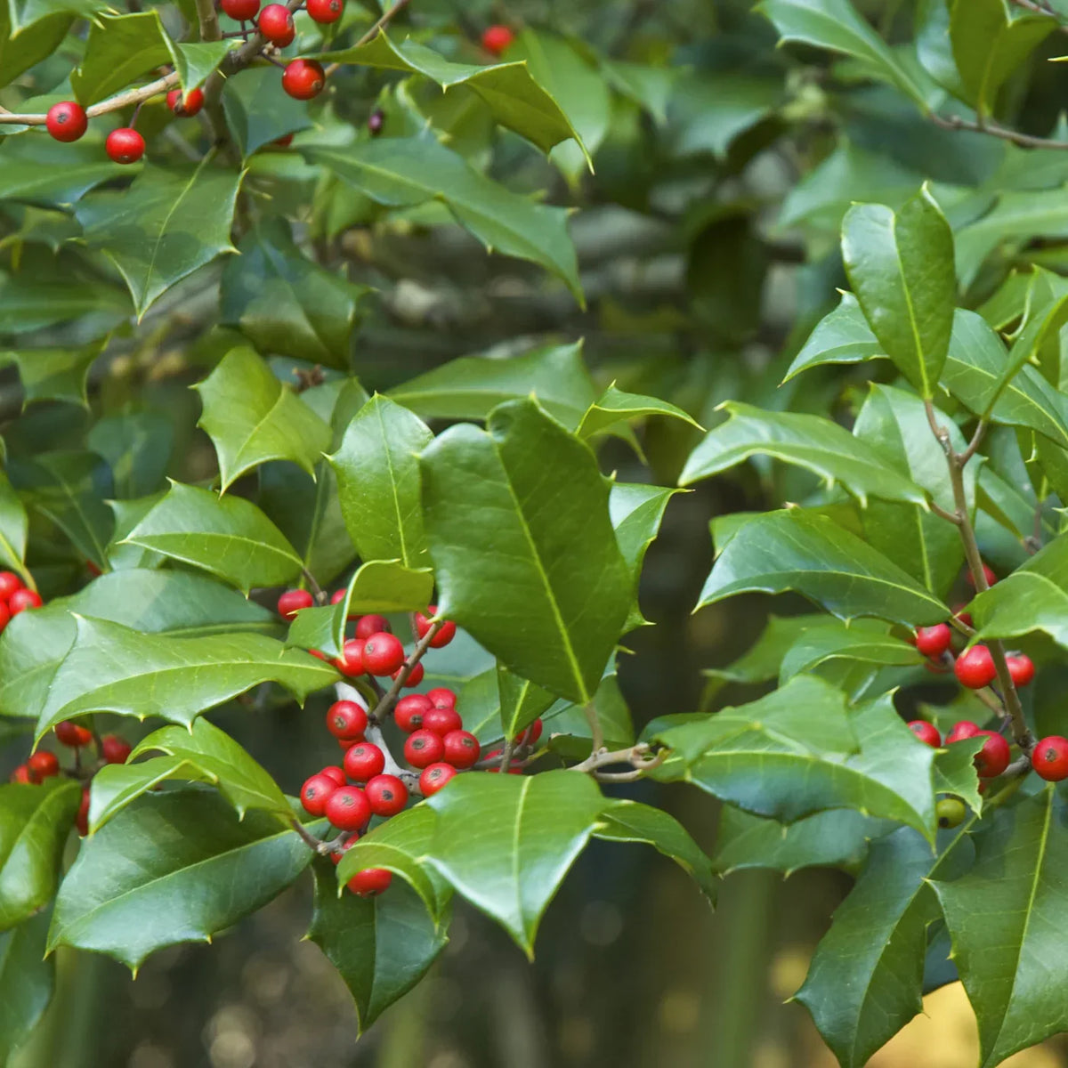 Holly Bush Plant Seeds & Planting Kit