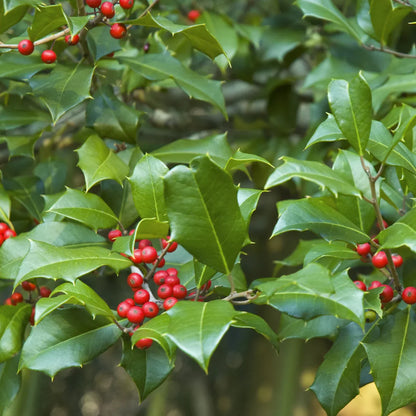 Holly Bush Plant Seeds & Planting Kit