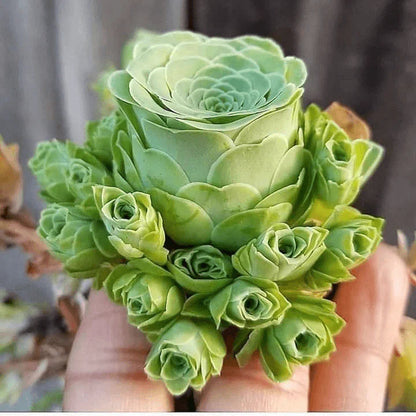 Greenovia Flower seeds for Planting - Premium Quality, Heirloom & GMO Free Seeds for Home Garden