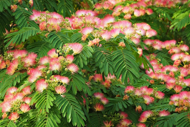 High quality Pink White Mimosa Flower seeds for Planting Low Maintenance, Heirloom & GMO Free Seeds for Home Garden seeds pack