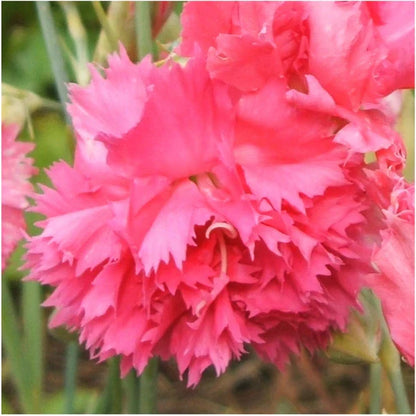 Pink Dianthus Caryophyllus Flower seeds for Planting - Perfect for Borders, Heirloom & GMO Free Seeds for Home Garden