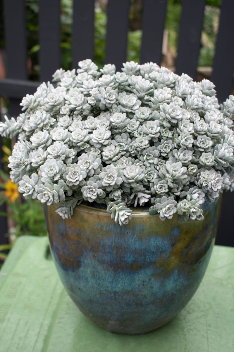 Grey Sedum Succulent Seeds for Easy Planting