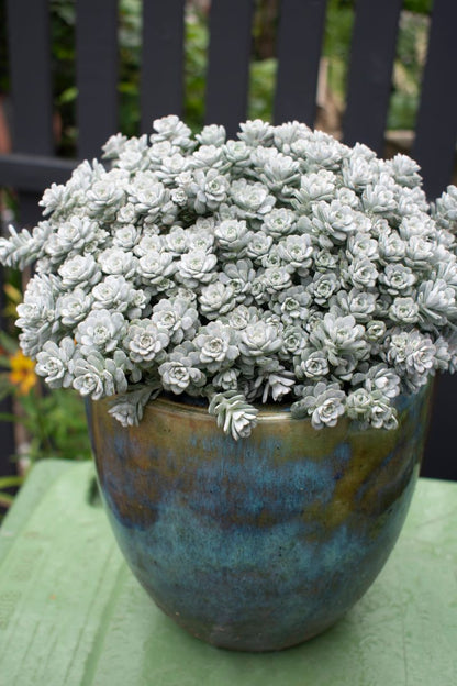 Grey Sedum Succulent Seeds for Easy Planting