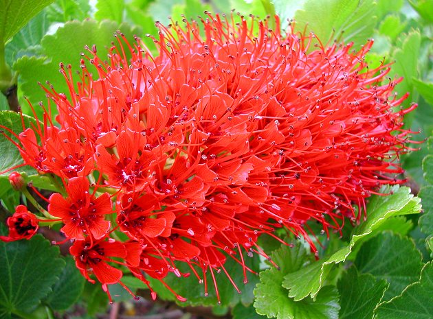 Greyia Sutherlandii Flower seeds for Planting Cut Flower Favorite Heirloom & GMO Free Seeds for Home Garden