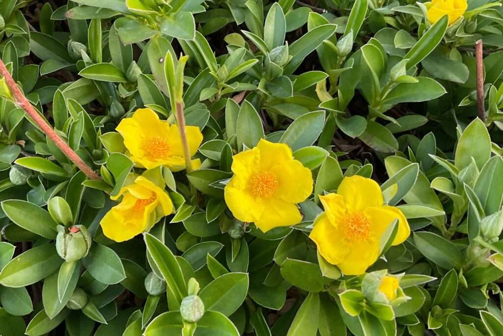 Guinea Flower seeds for Planting Shade Tolerant Heirloom & GMO Free Seeds for Home Garden