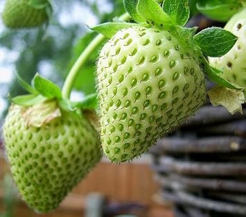 Grow Green Strawberries at home with these high-quality fruit seeds.