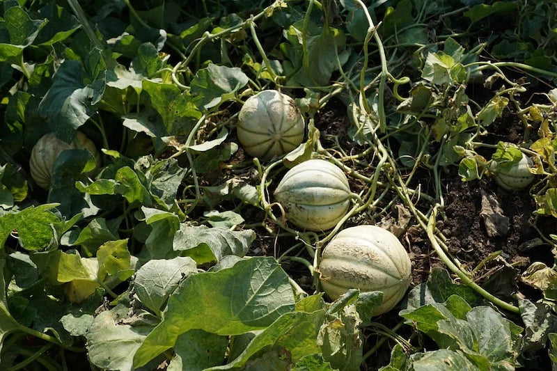 Cantaloupe Melon Seeds for Planting - Green and White Variety