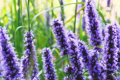 Hyssop Flower seeds for Planting Long Bloom Season Heirloom & GMO Free Seeds for Home Garden