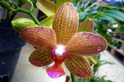 Green Brown Phalaenopsis Orchid Flower seeds for Planting Hardy Variety Heirloom & GMO Free Seeds for Home Garden