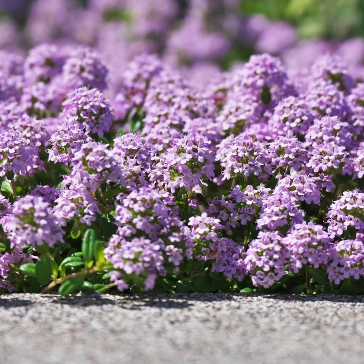 Purple Savory Satureja Flower seeds for Planting Drought Tolerant, Heirloom & GMO Free Seeds for Home Garden vegetable and garden seeds
