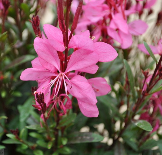 Pink Whirling Flower seeds for Planting Garden Favorite, Heirloom & GMO Free Seeds for Home Garden vegetable and garden seeds