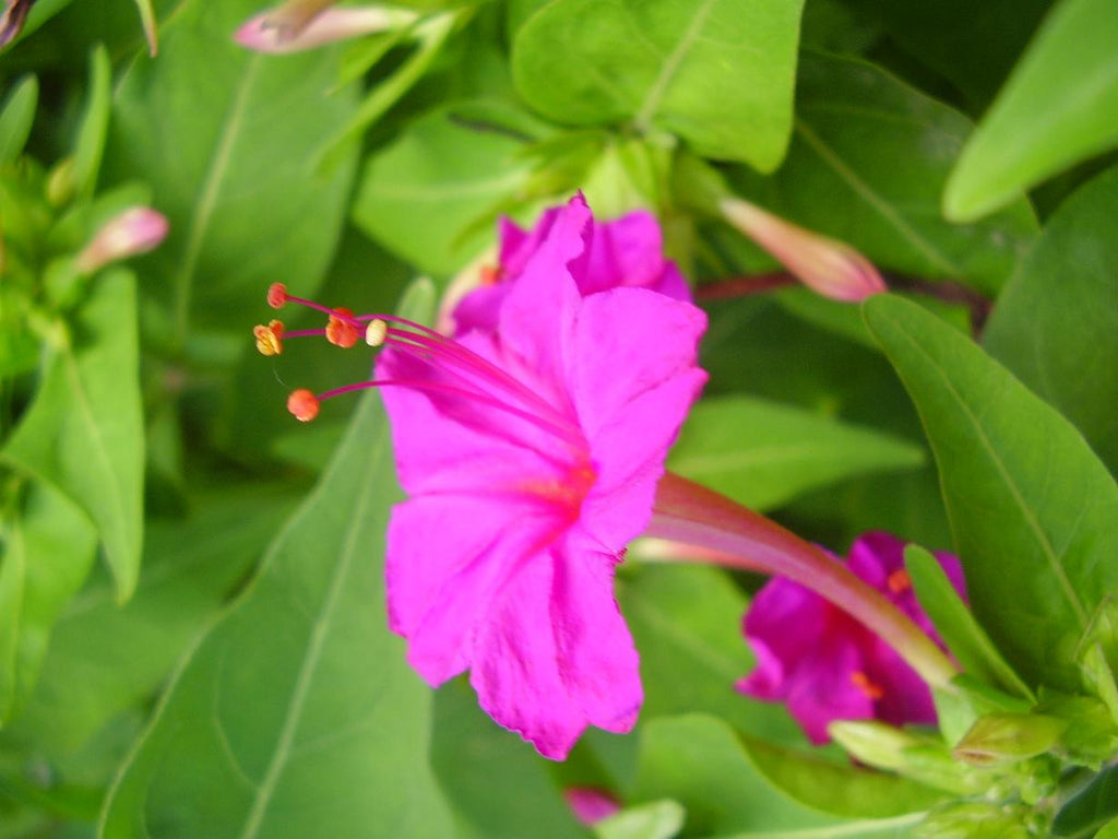Premium Jalapa Flower seeds for Planting Vibrant Colors, Heirloom & GMO Free Seeds for Home Garden seeds