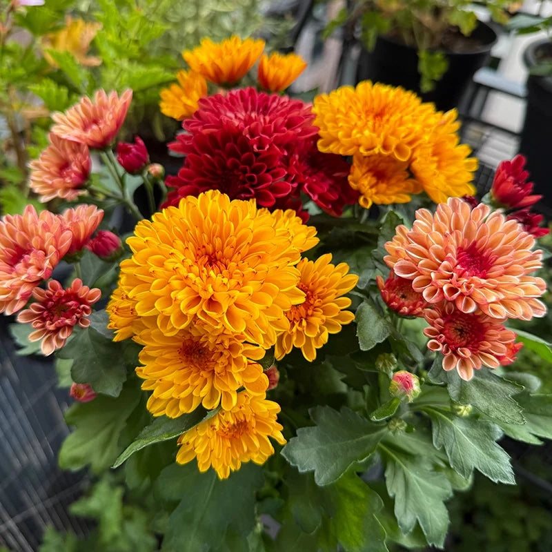 Premium Heirloom Yellow & Red Chrysanthemum morifolium Flower seeds for Planting Colorful Display, Heirloom & GMO Free Seeds for Home Garden seeds