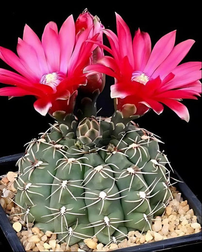 Gymnocalycium Flower seeds for Planting Wildflower Mix Heirloom & GMO Free Seeds for Home Garden