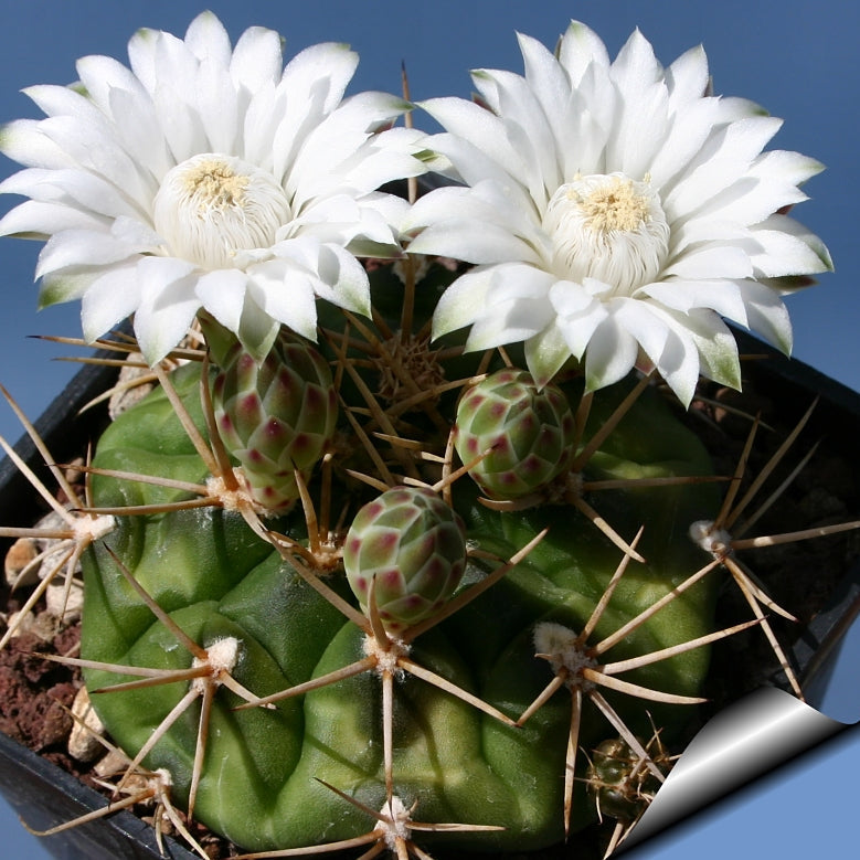 White Gymnocalycium Eurypleurum Flower seeds for Planting Drought Tolerant, Heirloom & GMO Free Seeds for Home Garden seeds for planting