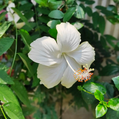 White Hibiscus Flower seeds for Planting, Compact Growth Heirloom & GMO Free Seeds for Home Garden