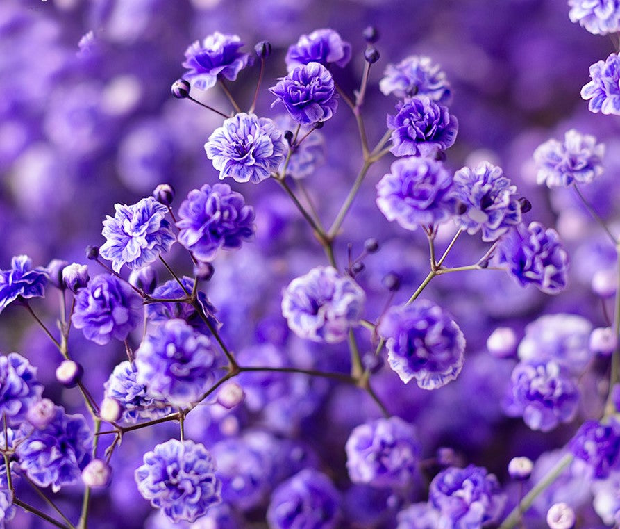 Dark Purple Gypsophila Flower Seeds - Perfect for Bold Floral Arrangements