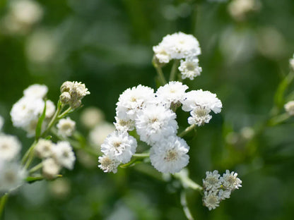 Gypsophila Flower seeds for Planting Premium Quality Heirloom & GMO Free Seeds for Home Garden