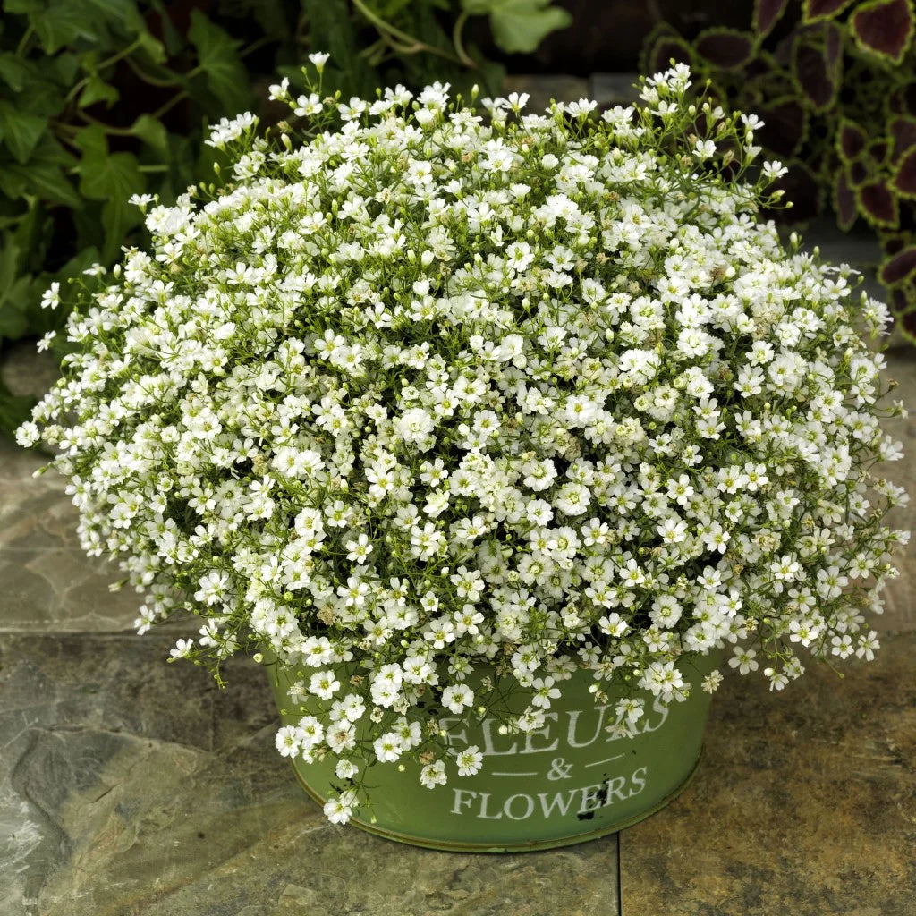White Waterhyssop Flower seeds for Planting Sun Loving, Heirloom & GMO Free Seeds for Home Garden vegetable and garden seeds