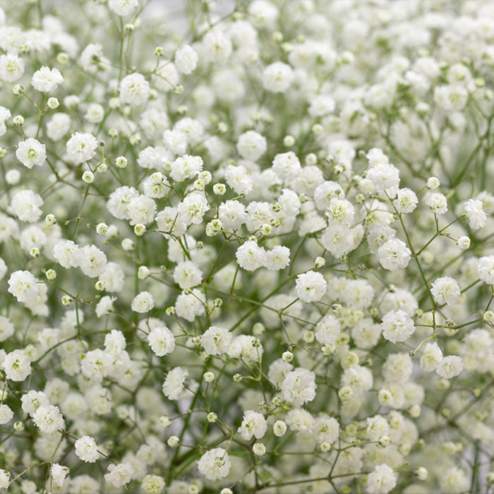 Green Gypsophila Flower seeds for Planting Sun Loving, Heirloom & GMO Free Seeds for Home Garden vegetable and garden seeds
