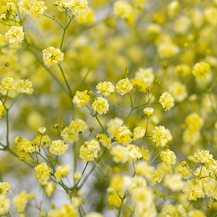 Gypsophila Yellow Flower seeds for Planting Low Maintenance, Heirloom & GMO Free Seeds for Home Garden vegetable and garden seeds