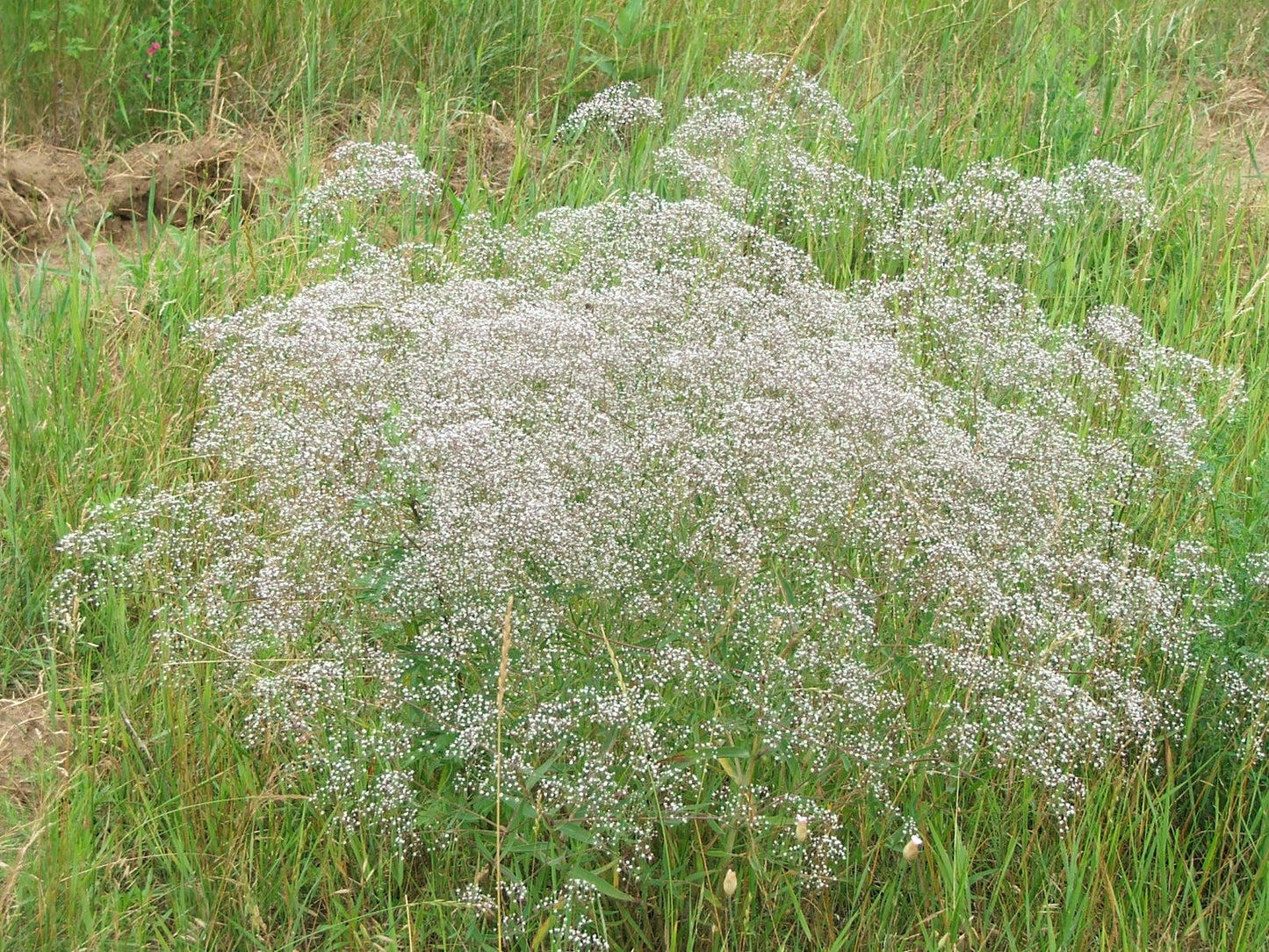 Heirloom Gypsophila Paniculata Flower seeds for Planting Long Bloom Season Heirloom & GMO Free Seeds for Home Garden