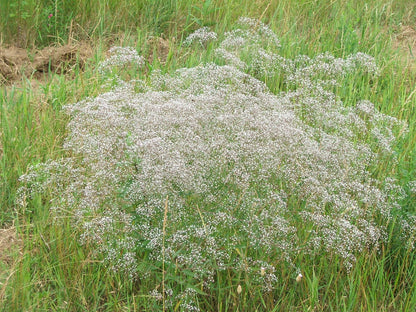 Heirloom Gypsophila Paniculata Flower seeds for Planting Long Bloom Season Heirloom & GMO Free Seeds for Home Garden