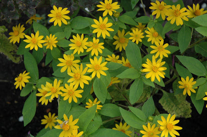 Melampodium Paludosum Flower seeds for Planting Long Bloom Season Heirloom & GMO Free Seeds for Home Garden