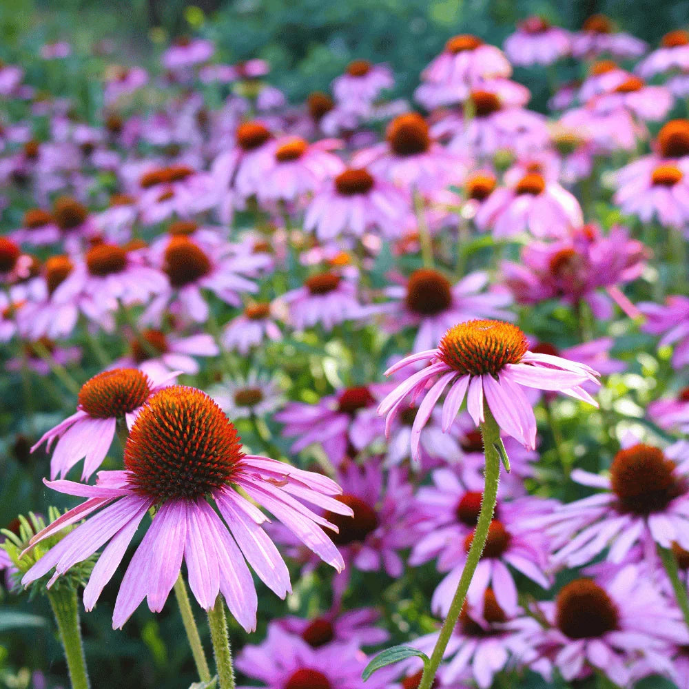 Cutleaf ConeFlower seeds for Planting - Cottage Garden Essential, Heirloom & GMO Free Seeds for Home Garden