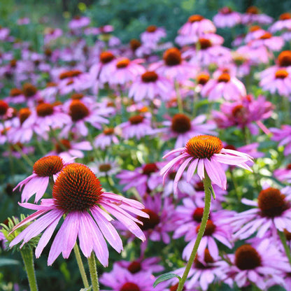 Cutleaf ConeFlower seeds for Planting - Cottage Garden Essential, Heirloom & GMO Free Seeds for Home Garden