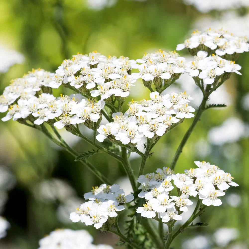 Yarrow Superior Flower seeds for Planting Bright Blooms Heirloom & GMO Free Seeds for Home Garden