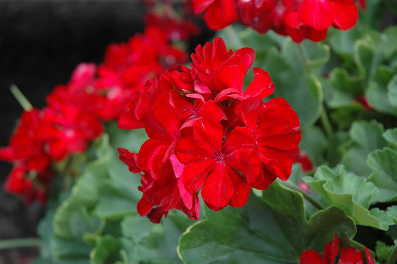 Geraniums Deep Red Flower seeds for Planting Fragrant Blossoms, Heirloom & GMO Free Seeds for Home Garden vegetable and garden seeds